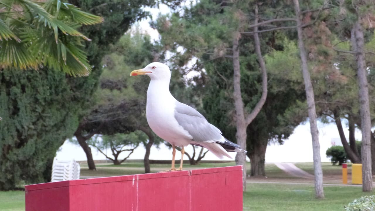 Der Speisen-Dieb Hotel Materada Plava Laguna