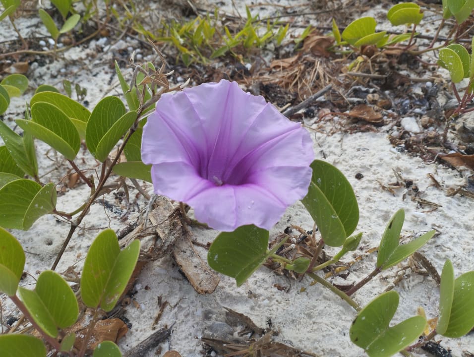 Gartenanlage Kuredu Island Resort & Spa