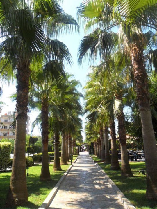 Palmenallee zum Meer Hotel Royal Garden Beach