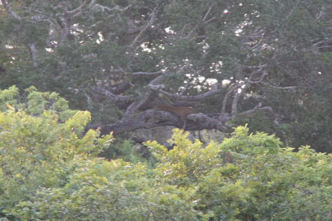 Sonstiges Hotel Jetwing Yala