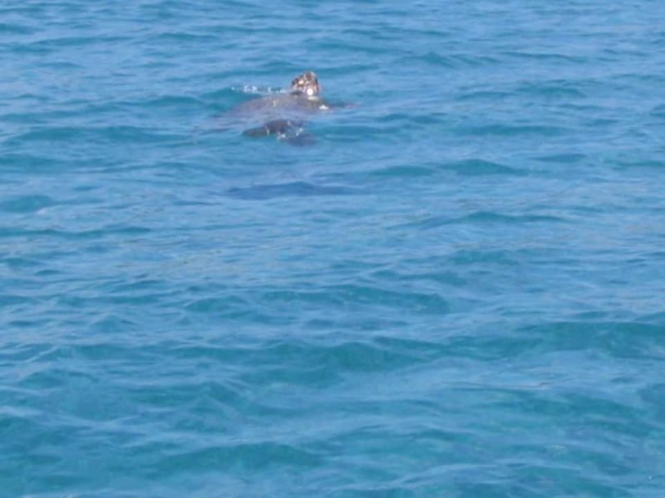 Schildkröten Domes Aulūs Zante, Autograph Collection