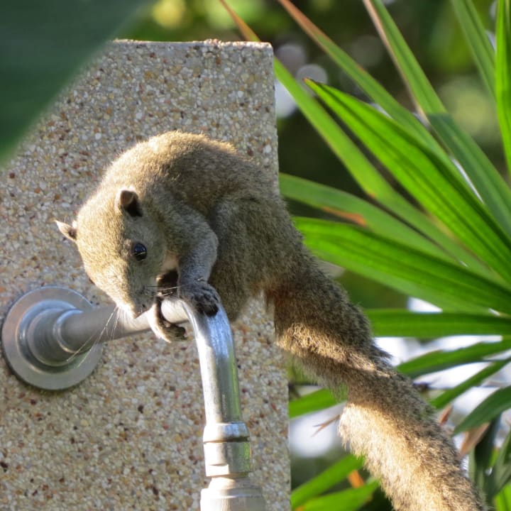 Eichhörnchen auf der Suche Laksasubha Hua Hin
