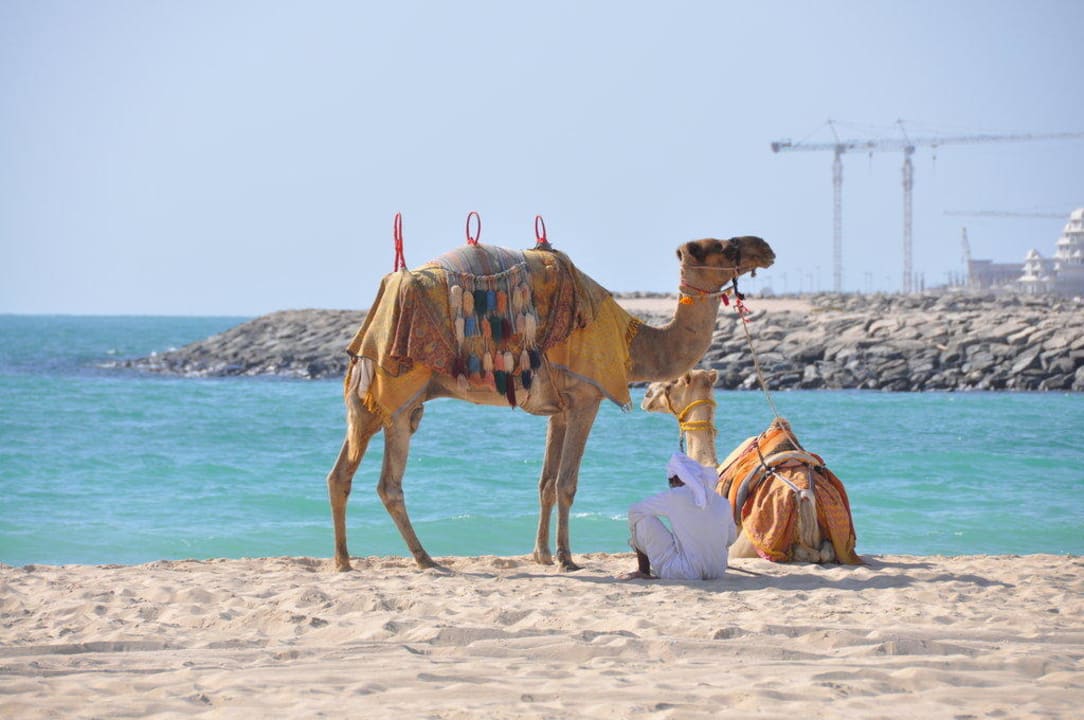 Kamele am Strand Le Royal Méridien Beach Resort & Spa Dubai