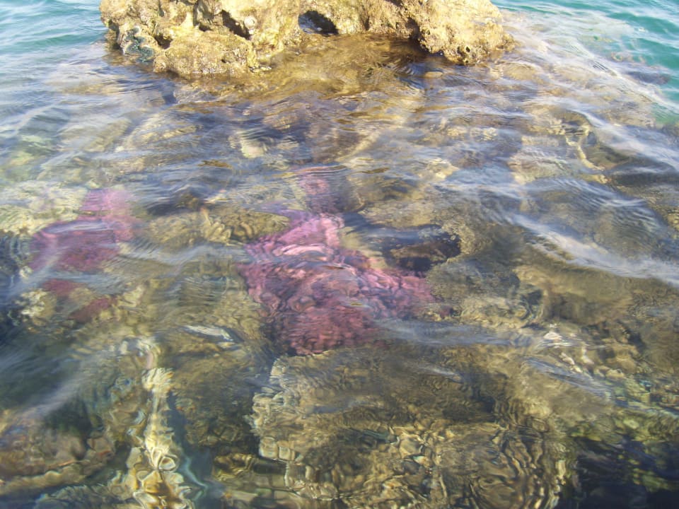 Bei Ebbe Iberotel Makadi Beach