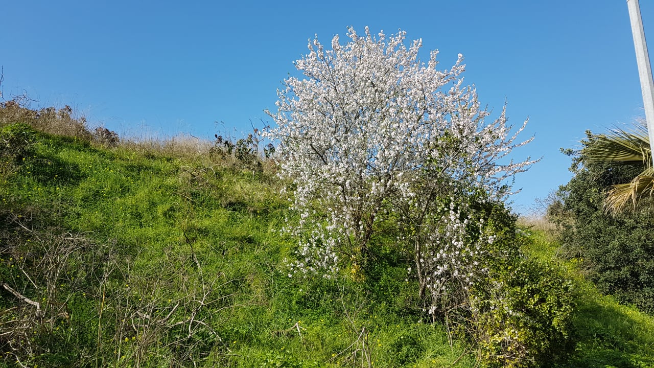 Gartenanlage NH Marina Portimão Resort