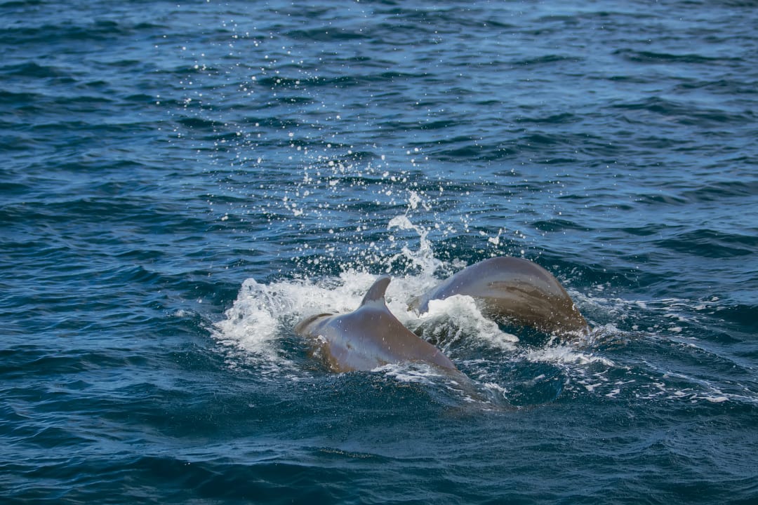 Sonstiges Paguro Beach Inn