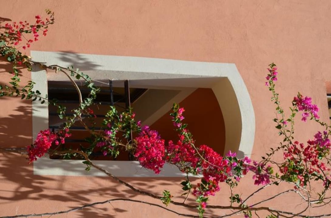 Bewachsenes Fenster im Bungalow-Bereich Jaz Dar EL Madina