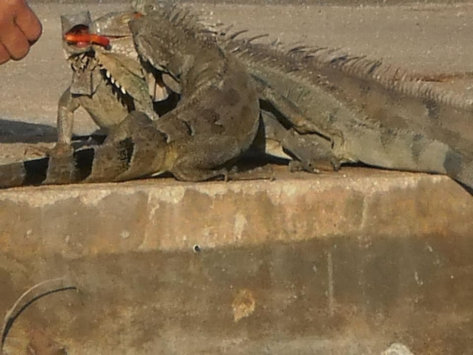 Leguane am Strand beim Frühstück Hotel Plaza Resort Bonaire
