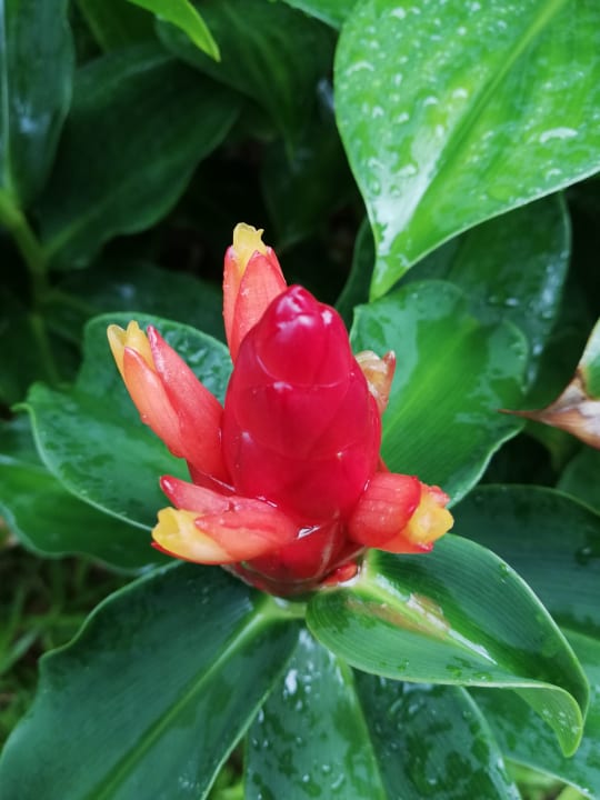 Gartenanlage Moracea by Khao Lak Resort