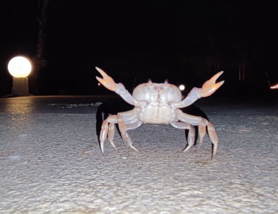 Sonstiges Dreams La Romana Resort & Spa