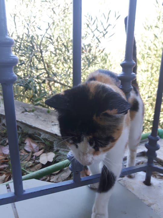 Sonstiges Akrathos Beach Hotel