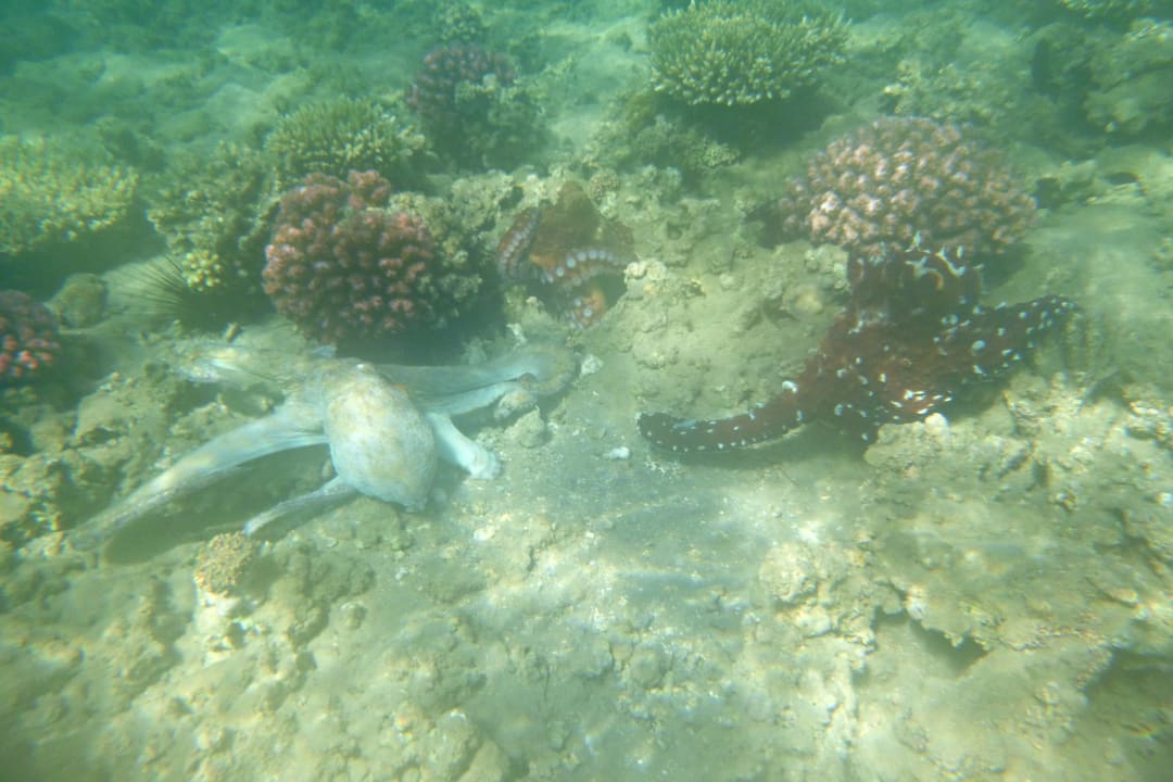 Strand Cleopatra Luxury Resort Makadi Bay