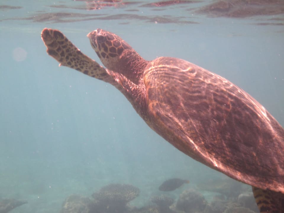 Wasserschildkröten Diamonds Thudufushi