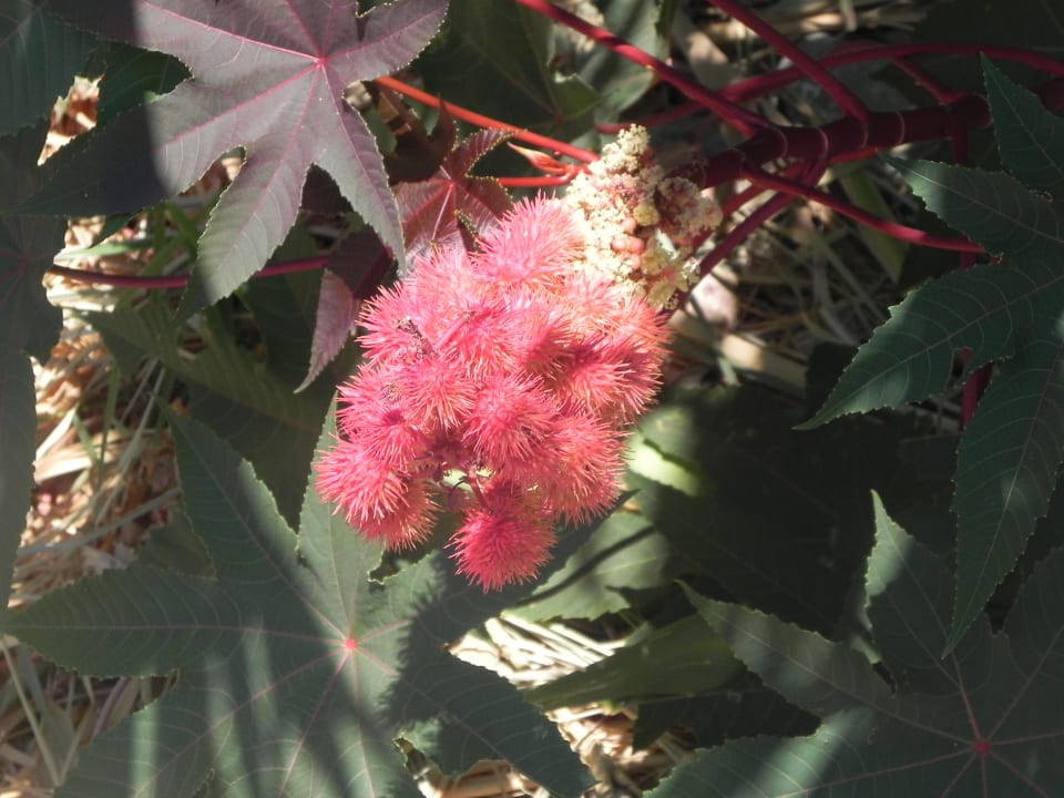 Flora in Kreta Paralos The Maxine