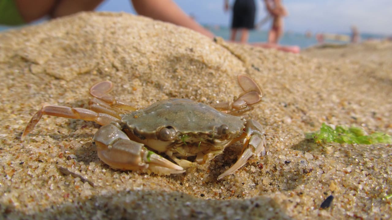 Ulovený krab Sol Luna Bay