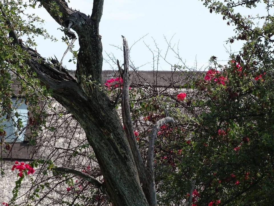 Gartenanlage Hotel Mushara Lodge