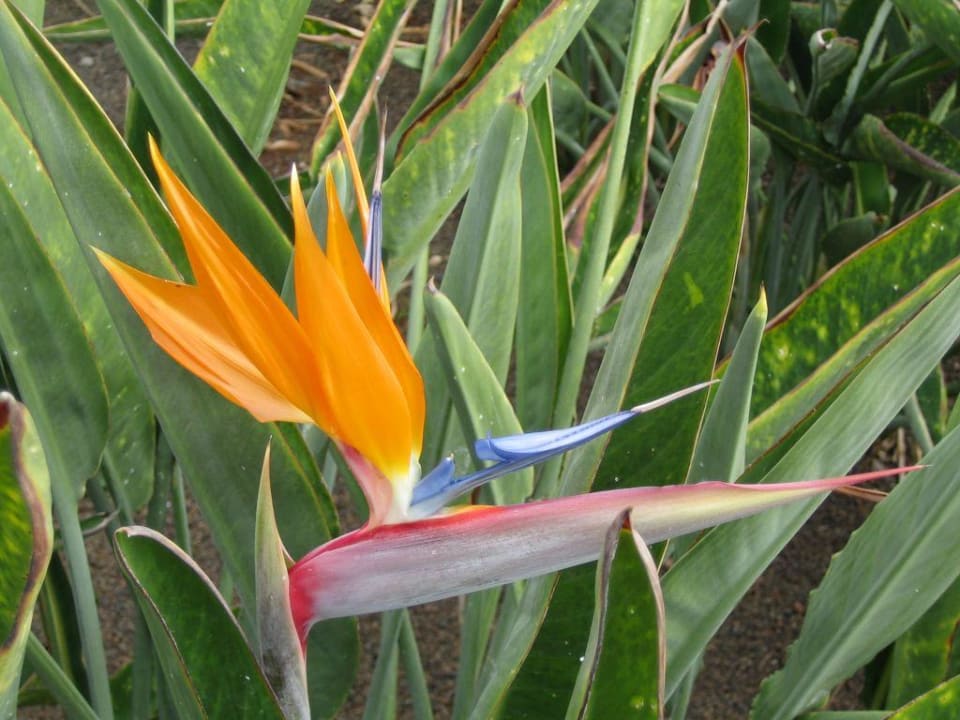 Strelitzie/Papageienblume Hotel Riu Palace Tenerife