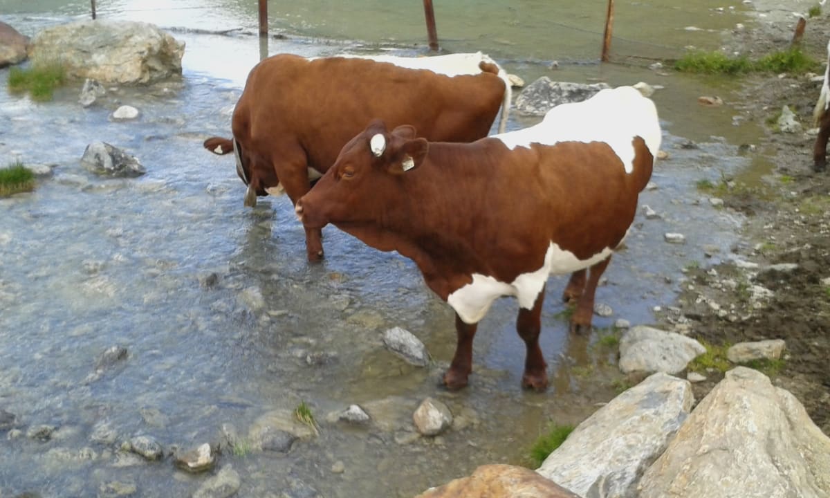 Ausblick Alpine Resort Sportalm