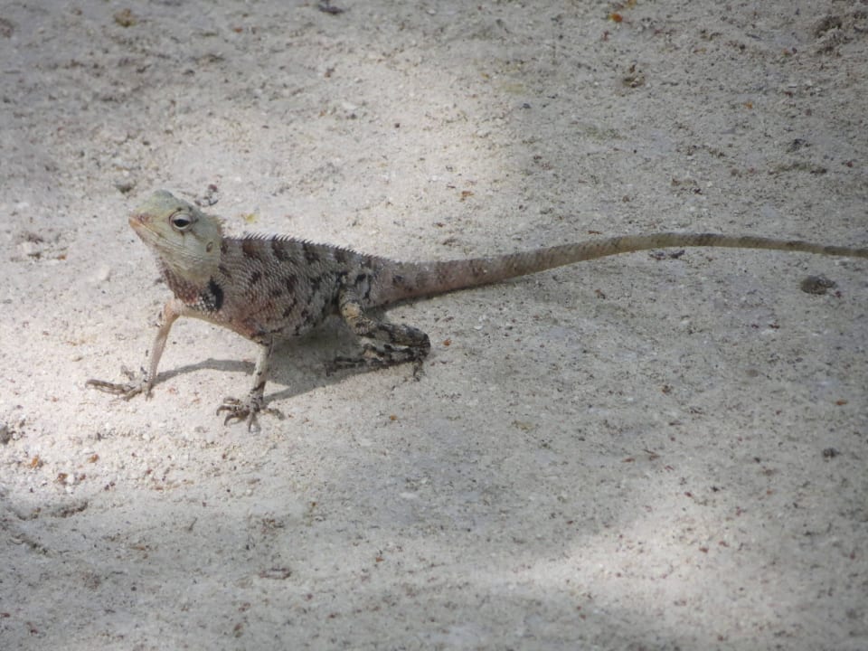 Friedliche Eidechsen überall in der Anlage Adaaran Select Hudhuran Fushi - Premium All Inclusive