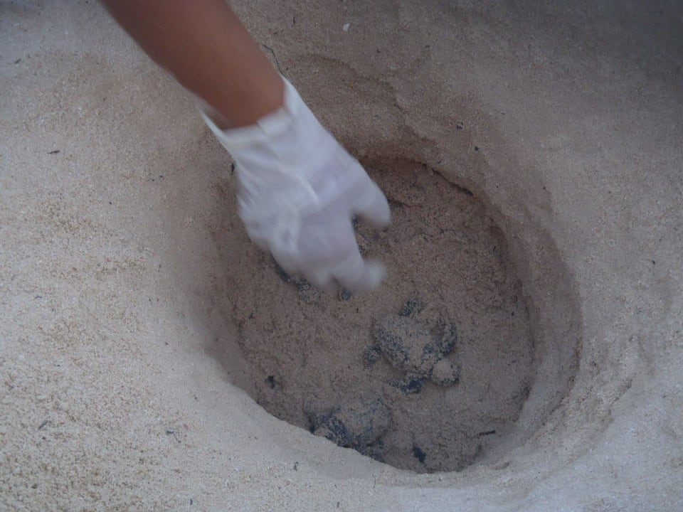 Kleine Meeresschildkröten kommen zur Welt Grand Palladium Kantenah Resort & Spa