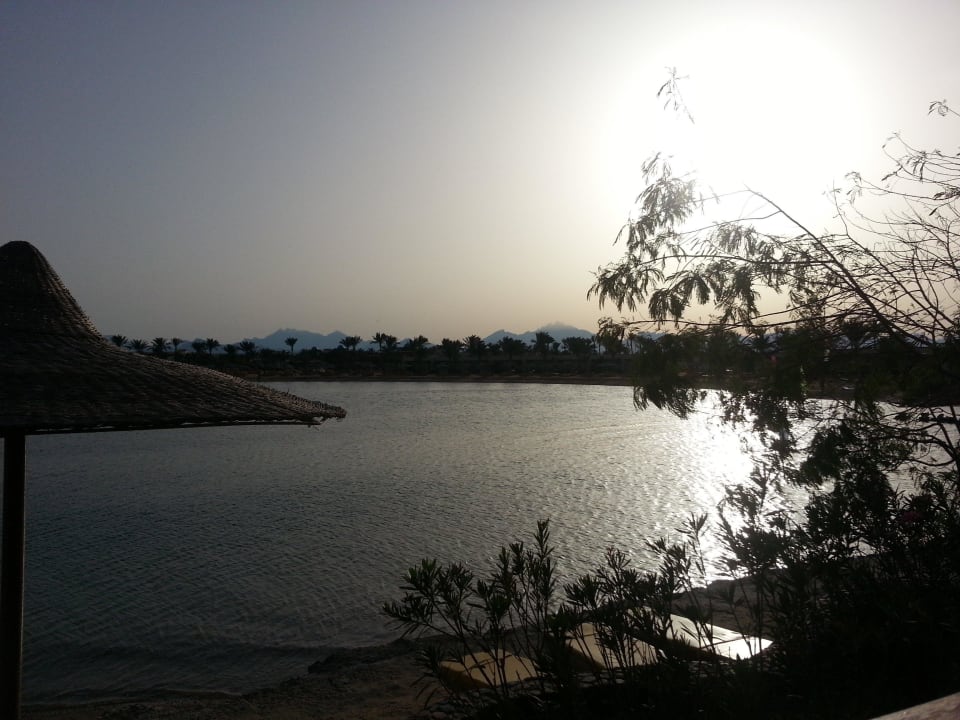 Stimmungsbild  Desert Rose