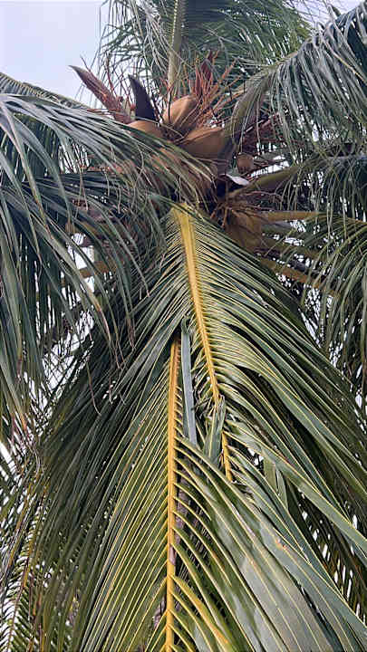 Strand Kuredu Island Resort & Spa