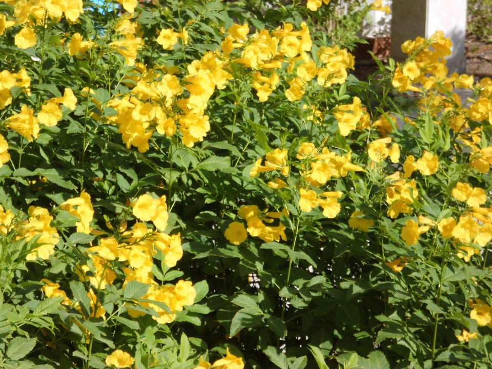 Zimmer Ghazala Gardens