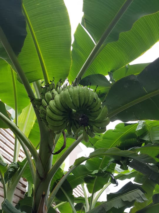 Gartenanlage TUI BLUE Tamala