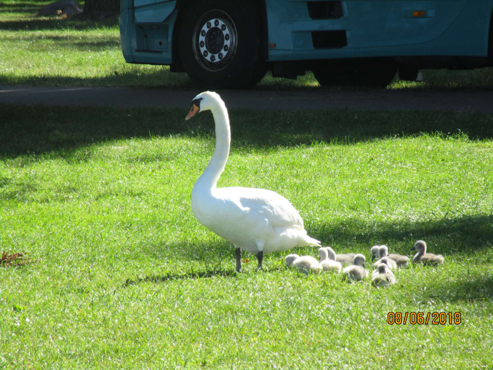 Gartenanlage AHORN Seehotel Templin