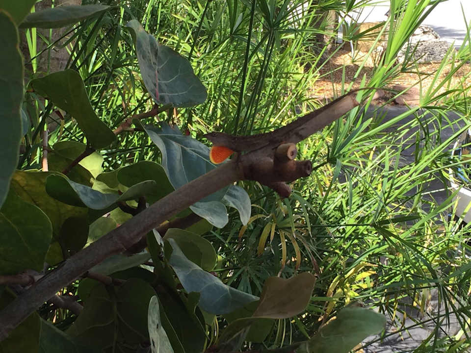 Gartenanlage Hotel Tropi Rock Resort