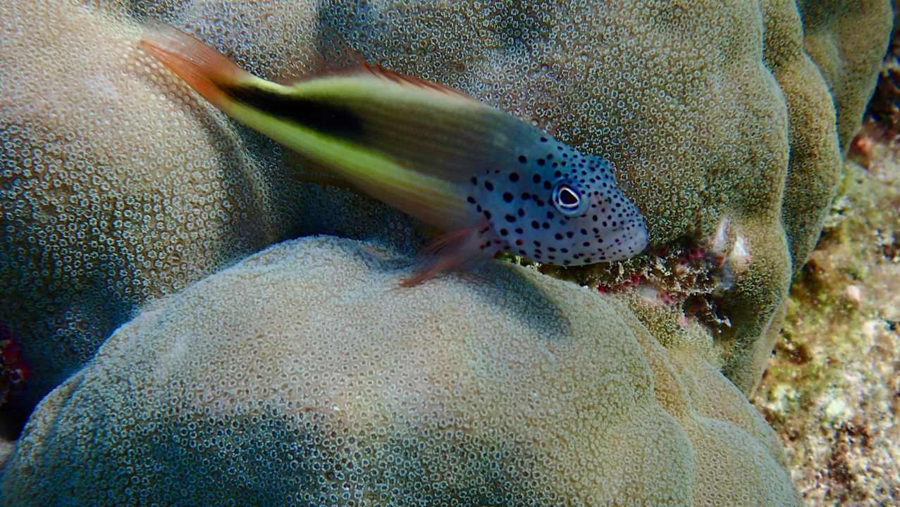 Sonstiges Vilamendhoo Island Resort & Spa