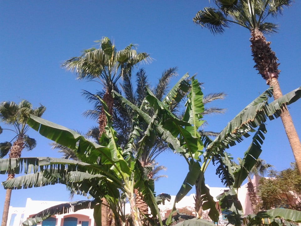 Le pacha Hotel Le Pacha Beach Resort
