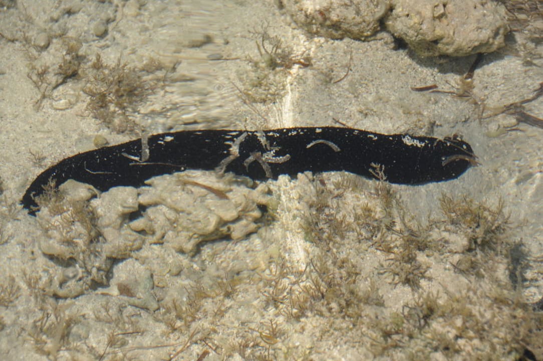 Wąż TUI MAGIC LIFE Redsina Sharm El Sheikh