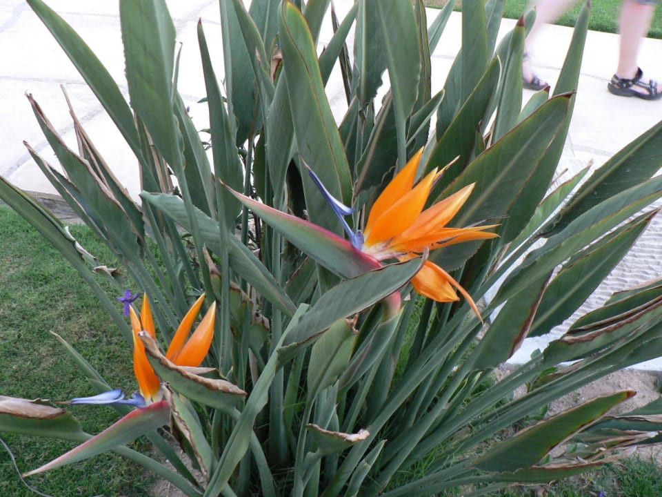 Streliezie Shams Safaga Resort