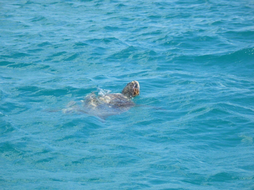 Schildkröte ZANTE SUN RESORT & SPA