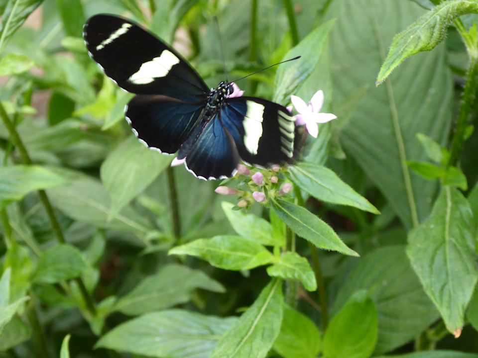 Gartenanlage Hotel Peace Lodge