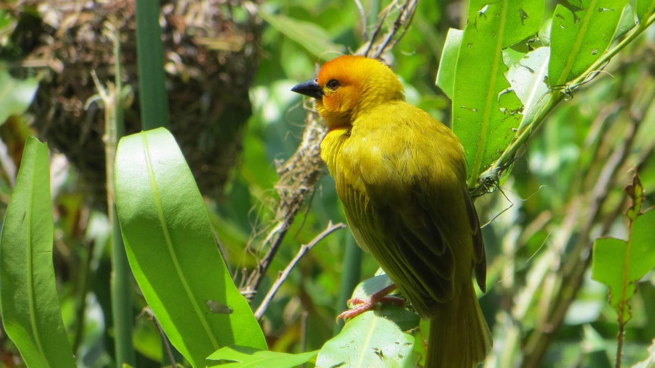 Kleine Webervögel an der Lobby und am Restaurant  Hotel Southern Palms Beach Resort