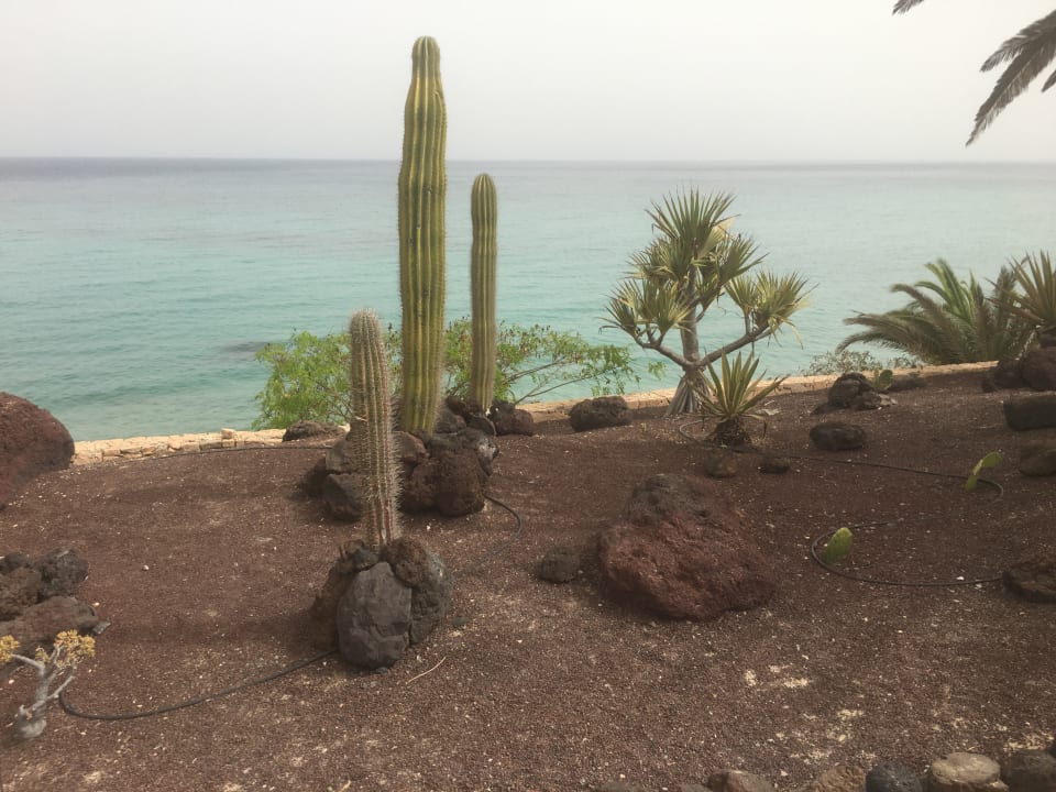 Gartenanlage R2 Pajara Beach