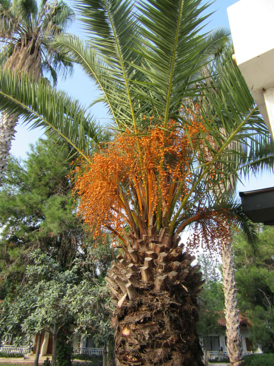 Garten Hotel Serra Park