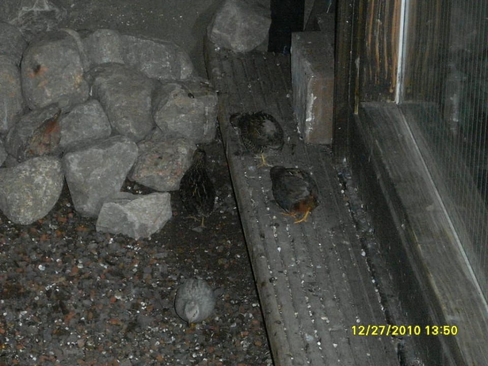 Dschungelland Ferienwohnungen Ferienpark Weissenhäuser Strand