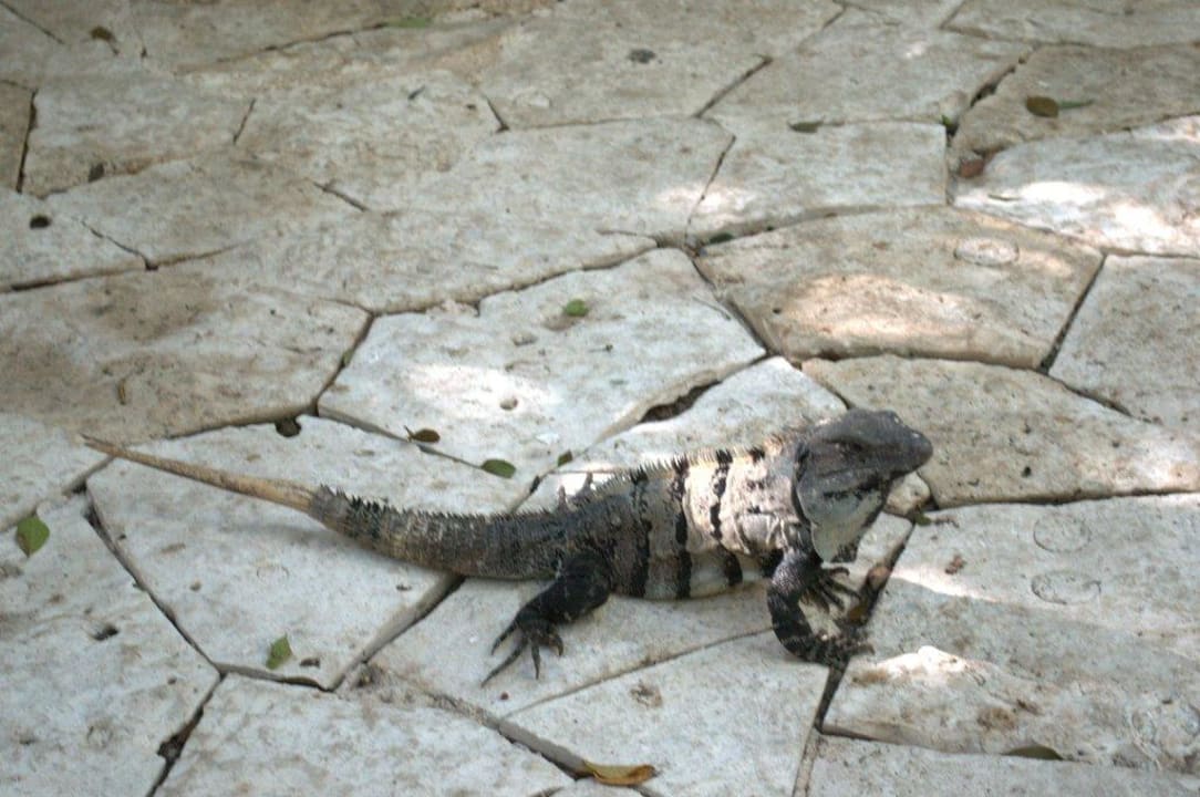 "Haustiere" Catalonia Royal Tulum Beach & Spa Resort - Adults only