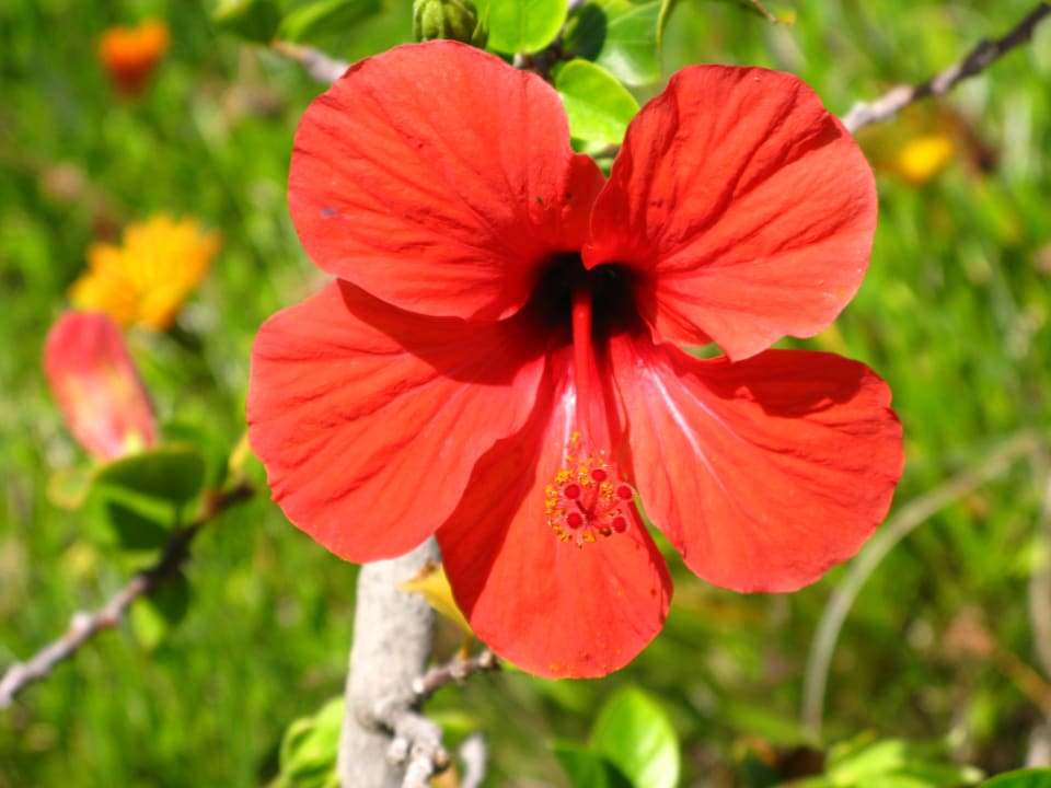 Hibiscus Hotel Eden Star