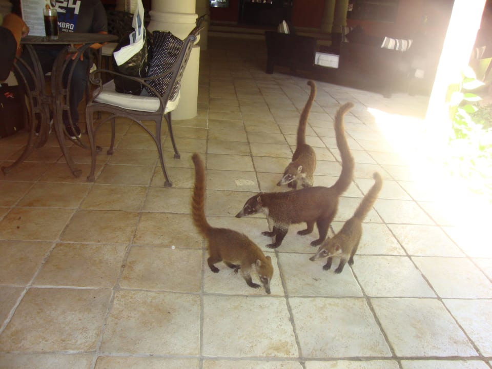 Hotel Catalonia Playa Maroma Catalonia Playa Maroma