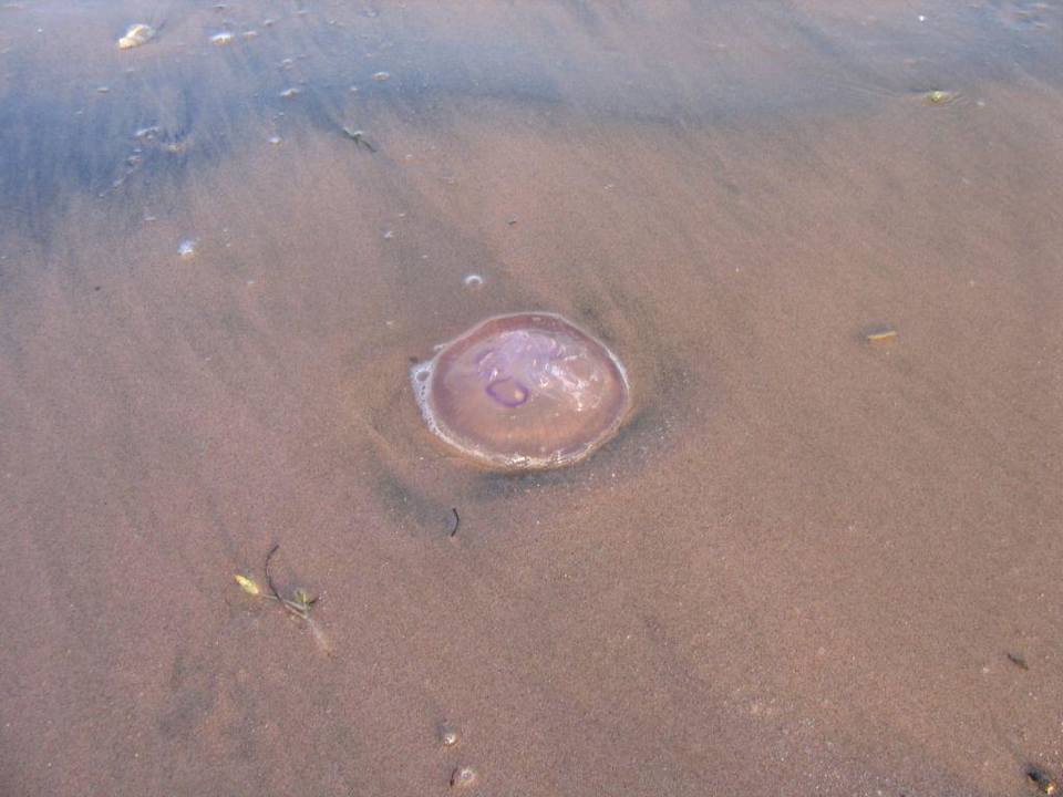 Méduses Sentido Caribbean World Soma Bay