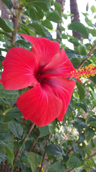 Herrlich  Papillon Ayscha