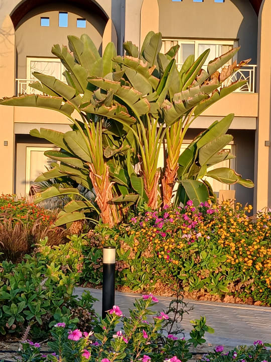 Gartenanlage Lazuli Hotel Marsa Alam