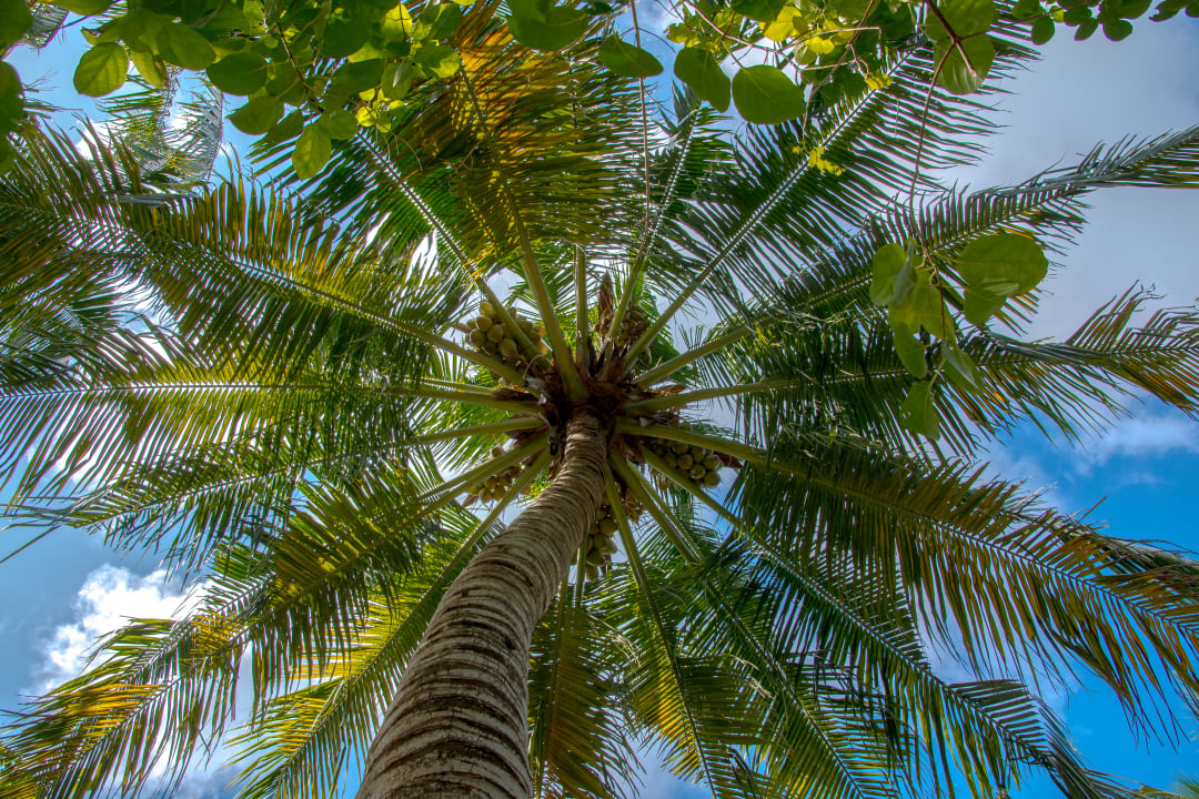 Gartenanlage Adaaran Select Meedhupparu Island Resort - Premium All Inclusive