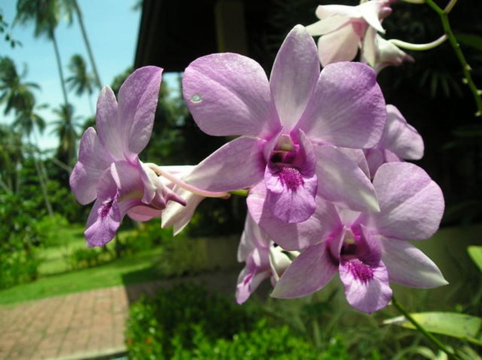 Orchideen gab es in vielen Farben und Formen The Fair House Beach Resort