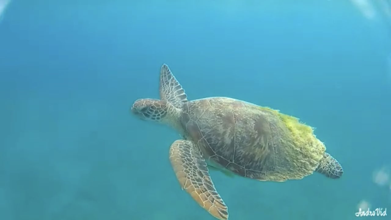 Strand Malikia Resort Abu Dabbab