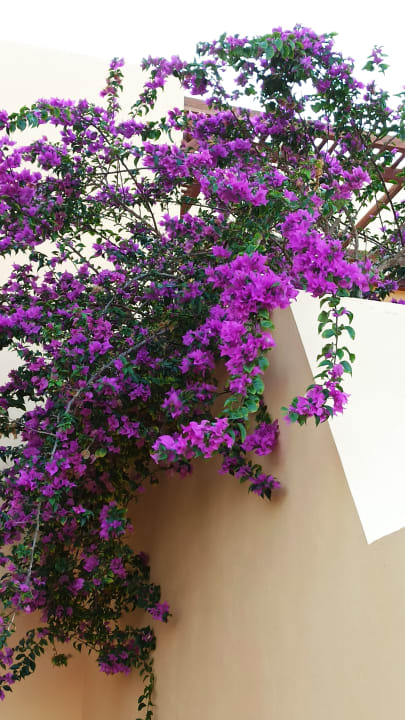 Gartenanlage Steigenberger Coraya Beach - Adults only